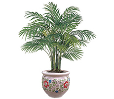 Areca Palm