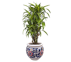 Dracaena