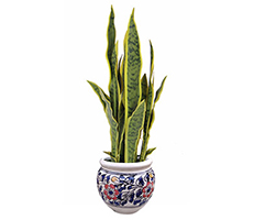 Snake Plant