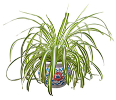 Spider Plant